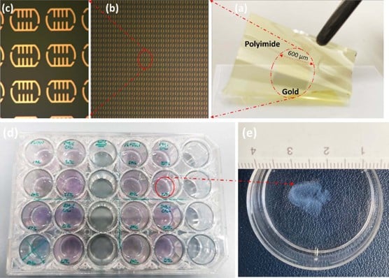 Demonstration of the flexibility of the biosensor (a).  Fabricated metasurface biosensor under an optical microscope (b-c). Cultured 3D collagen gel models of BCC in 24-well plates (d). Close-up view (e). Courtesy of Shohreh Nourinovin et. al./IEEE Transactions on Biomedical Engineering.