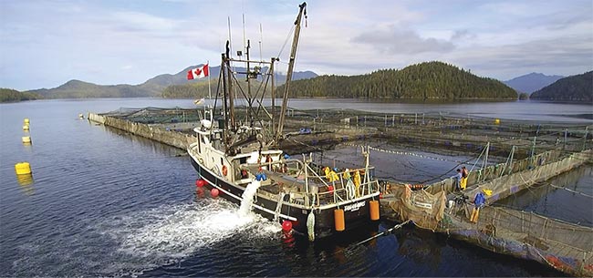 Creative Salmon staff harvest the company’s farmed, certified organic Chinook salmon. The timing of the harvest is determined, in part, through machine vision analysis of fish size. Courtesy of innovasea.