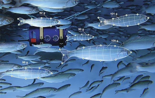 BiomassPro can be stylized: AI software extracts fish size by pinpointing specific locations on fish in an image. Courtesy of innovasea.
