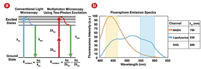 Figure 2. Traditional microscopy using single photon excitation contrasted with multiphoton microscopy (MPM) using two-photon excitation. Eincident: energy incident on the sample; ?ex: excitation wavelength; ?em: emission wavelength. Adapted with permission from Reference 2 (a). Emission spectra for the two endogenous fluorophores for an MPM excitation wavelength of 732 nm; second harmonic generation (SHG) will generate emissions at ?ex/2. Actual excitation wavelengths used for all MPM channels are listed in the legend, and colored overlays correspond to our detection wavelength ranges for each channel. The signal from each channel is dominated by its fluorophore, but some overlap is unavoidable. NADH: nicotinamide adenine dinucleotide and hydrogen. Adapted with permission from Reference 3 (b).