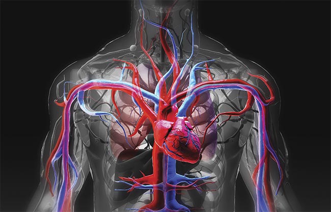 The heart and cardiovascular system, for which multimodal OCT is providing new insights. Courtesy of iStock.com/nopparit
