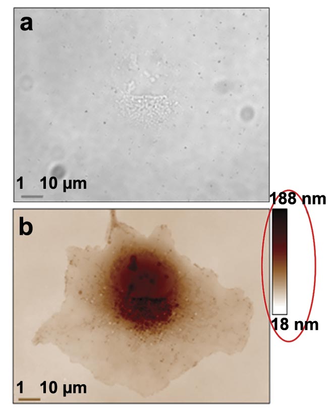 Figure 3. Two examples of quantitative phase imaging (QPI). A transmission image of a COS-7 cell at 100× magnification and 1.3 numerical aperture (NA). Its contrast is very low and only nucleoli are detectable (a). A phase image in which all the cell components are highly contrasted. The red ellipse is here to draw attention to the quantitative aspect of the image (b). A 5.5-MP QPI image of an astrocyte at 100× magnification and 1.3 NA, in which organelles can be tracked upon their trafficking network (c). Courtesy of Phasics and Institut Fresnel.
