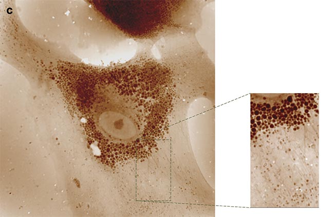 Figure 3. Two examples of quantitative phase imaging (QPI). A transmission image of a COS-7 cell at 100× magnification and 1.3 numerical aperture (NA). Its contrast is very low and only nucleoli are detectable (a). A phase image in which all the cell components are highly contrasted. The red ellipse is here to draw attention to the quantitative aspect of the image (b). A 5.5-MP QPI image of an astrocyte at 100× magnification and 1.3 NA, in which organelles can be tracked upon their trafficking network (c). Courtesy of Phasics and Institut Fresnel.