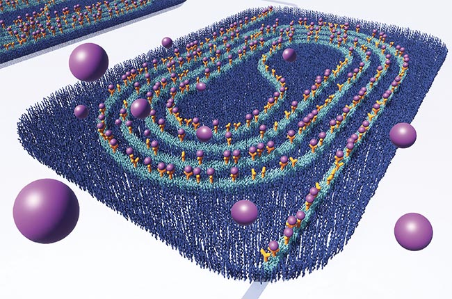 Surfix BV, Qurin Diagnostics, and LioniX International have developed a chip-based system that uses refractive index sensing of biomolecular analytes based on an asymmetric Mach-Zehnder Interferometer (aMZI). This artist’s impression of the biochip shows a functionalized surface of the aMZI transducer with biorecognition agents applied on the waveguide surface. The receptors, appearing as the yellow Y-shaped stems, are attached to a coated waveguide (cyan) and latch on to virus particles (purple spheres). Image courtesy of Surfix BV.