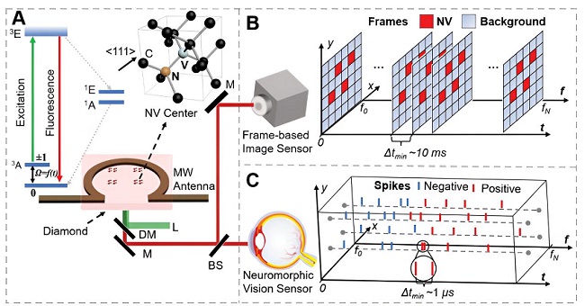 An overview comparing frame-based image sensors to a proposed neuromorphic vision sensor. (A:) An energy level diagram and atomic structure of neuromorphic vision centers, as well as the experimental apparatus of a widefield quantum diamond microscope. (B:) The working principle of frame-based widefield quantum sensing, where a series of frames are output from a frame-based sensor recording both fluorescence intensity and background signals. (C:) The working principle of the proposed neuromorphic widefield quantum sensing, where the fluorescence changes are converted into sparse spikes through a neuromorphic vision sensor. Courtesy of Advanced Science, doi: 10.1002/advs.202304355.