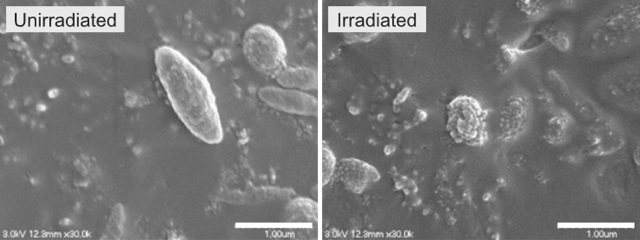 Scanning electron micrographs of melanosomes. Unirradiated melanosomes show a smooth surface (left). Irradiation by ps lasers with a pulse width of 450 ps at a wavelength of 1064 nm and a fluence of 8.50 J/cm² results in the disruption of the surface structure of the melanosomes (right). Courtesy of Osaka Metropolitan University.