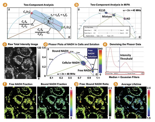 Figure 4. The two-component analysis by multi-image phasor analysis (MiPA) for label-free nicotinamide adenine dinucleotide (NADH) fluorescence lifetime imaging (FLIM). Two cursors are used to mark the phasor coordinates of the two single-lifetime components to resolve a biexponential species of the two components (a). Using three FLIM images, MiPA calculates the mixture’s intensity-weighted (t1 f1 + t2 f2) and amplitude-weighted (t1 t2/[t2 f1 + t1 f2]) average lifetimes (b). MiPA derives the lifetime of the cellular NADH-bound form (c-e). MiPA produces cellular NADH maps depicting the free and bound fractions, the free-to-bound ratios, and average lifetimes (f-h). Courtesy of ISS Inc.