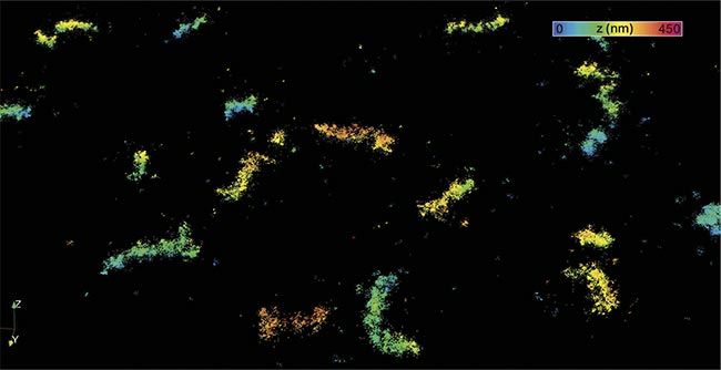 A MINFLUX image of peroxisome, membrane-enclosed organelles that contain enzymes for a variety of metabolic reactions. Courtesy of Abberior Instruments.