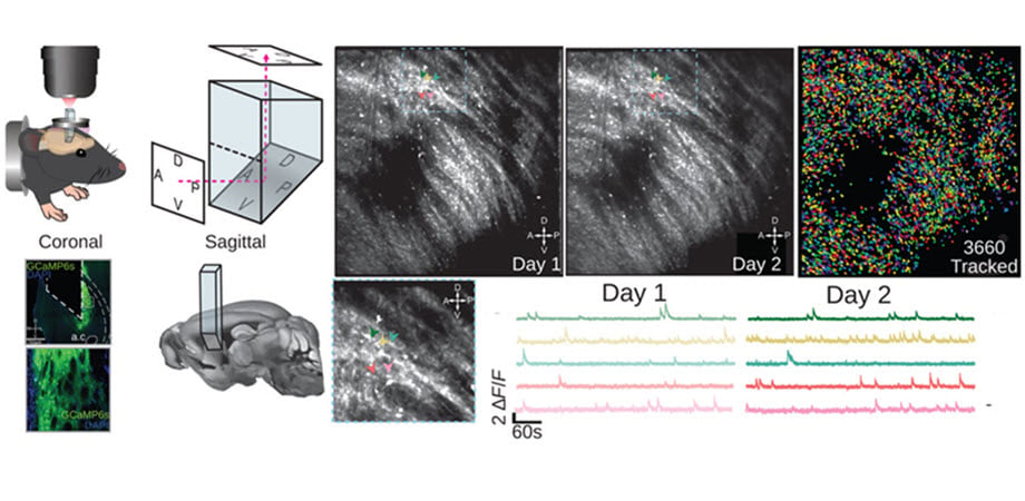 Using a microprism approach for brain imaging, researchers can track and map neural activity over days. Courtesy of Hjort et al., doi 10.1117/1.NPh.11.3.033407.