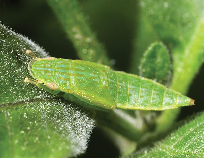 Invisibility: Not a bug, but a feature … from a bug