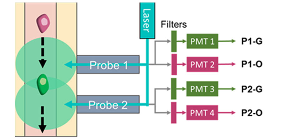 Diffuse <I>in vivo</I> flow cytometry (DiFC) detects cancer cells expressing fluorescent proteins (FPs) when the cells are excited by laser light as they move through a blood vessel. Fluorescent light is collected by the DiFC detection fibers and split between two detector arms (filters and photomultiplier tubes) for each fluorophore. Courtesy of Williams et al., doi 10.1117/1.JBO.29.6.065003.