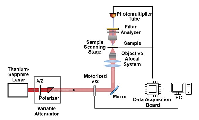 Figure 1. A combined second-harmonic generation (SHG) and polarization-resolved SHG (P-SHG) microscopy setup uses a titanium-sapphire laser as the excitation source, passing through a polarizer and a variable attenuator for power control. A motorized half-wave plate (?/2) enables automated polarization adjustments for the P-SHG imaging. The SHG and P-SHG signals from the sample are filtered and analyzed before detection using a photomultiplier tube. The sample is scanned using a motorized stage, and the resulting data is processed using a data acquisition board and displayed on a connected PC. Adapted with permission from Reference 1.