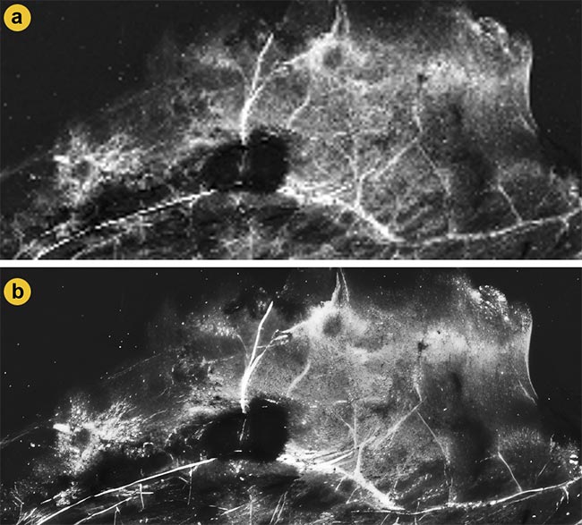 Figure 2. A comparison of second-harmonic generation (SHG) images from mammary gland samples before and after enhanced superresolution generative adversarial networks (ESRGANs) upscaling. Low-resolution SHG images captured from the sample (a). The same SHG image after 16× upscaling with ESRGAN enhances the resolution and clarity for further SHG and polarization-resolved SHG (P-SHG) analyses (b). Adapted with permission from Reference 6.