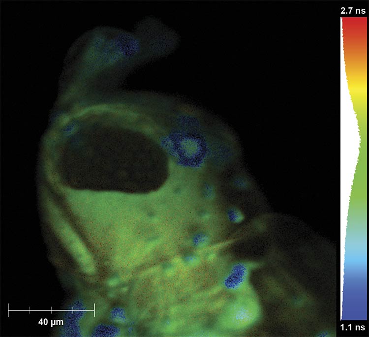 A 5× magnified image of fish anatomy using FLIM. Courtesy of HORIBA.