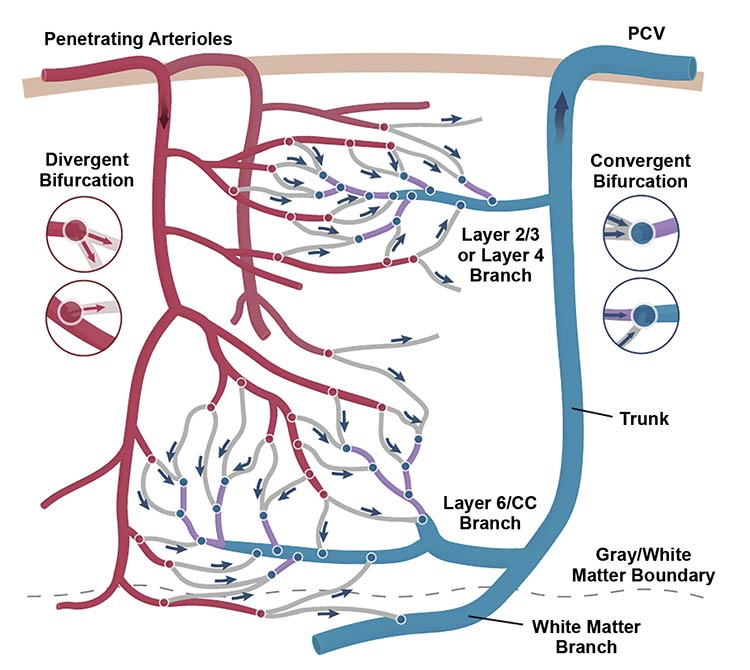 A simplified schematic summarizing the spatial relationships between principal cortical venules (PCVs) and surrounding vascular structures in a PCV drainage network. Impaired capillary-venous drainage contributes to gliosis and demyelination in mouse white matter during aging. CC: corpus callosum. Adapted with permission from Reference 1.