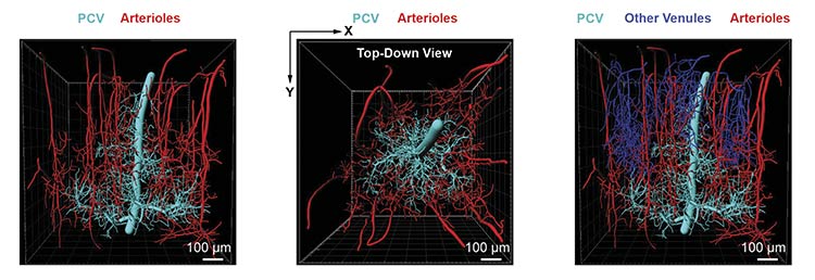 Imaging reveals a PCV draining capillary networks from multiple cortical layers. Penetrating arterioles form a ring-like arrangement around the venule, highlighting its central role in vascular outflow from deep cortical regions. Adapted with permission from Reference 1.