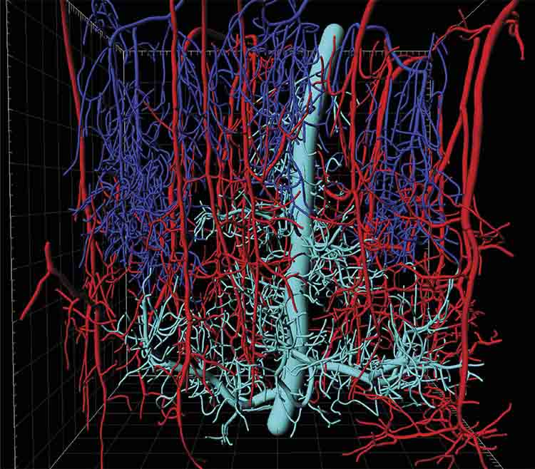Multiphoton microscopy reveals a principal cortical venule draining through multiple layers of the capillary network. Adapted with permission from Reference 1.
