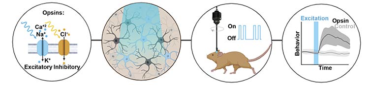 Figure 1. A diagram outlining the implementation of optogenetics, which includes (from left) the use of light-activated opsins, connected with specific neurons, targeted in the brain to produce a result. Courtesy of Doric Lenses.