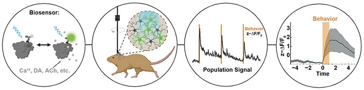 Figure 2. The methodology of fiber photometry includes (from left) identifying a biosensor, detecting activity within the brain, collecting the signal, and recording it over time. Courtesy of Doric Lenses.