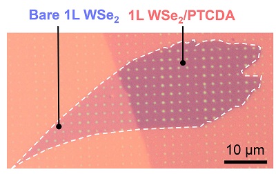 Optical micrograph of the monolayer tungsten diselenide sample, with the right-hand side functionalized with PTCDA. Courtesy of Mark C. Hersam/Northwestern University.