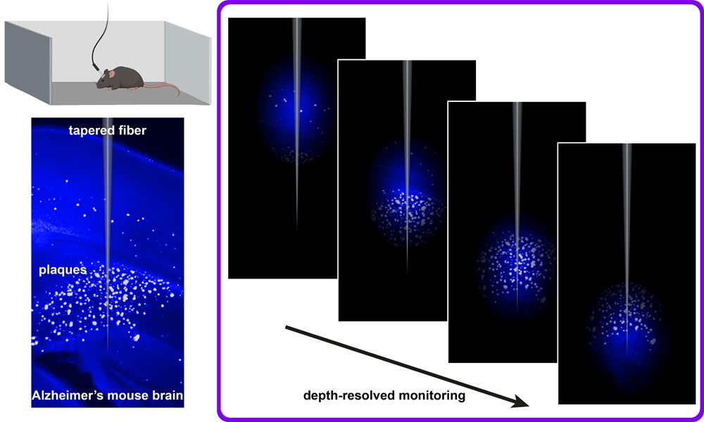 Combining a plaque-binding fluorescent dye with flat and tapered optical fibers enables depth-resolved monitoring across brain regions during natural behavior, offering a minimally invasive way to study disease progression and therapeutic effects in real time. Image courtesy of S. Sakata (University of Strathclyde); top-left image created in BioRender.