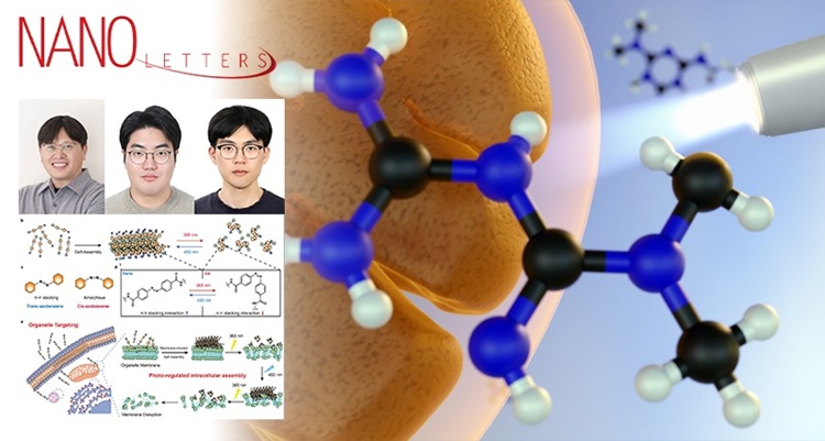 Researchers developed a photoresponsive molecular system capable of repeatedly assembling and disassembling in response to specific wavelengths. When the molecule is localized to an organelle membrane and repeatedly cycled through assembly and disassembly, the membrane becomes damaged, its integrity is disrupted, and apoptosis is induced. Courtesy of S. Kim, D. Kim, Y. Jo, et al, “Photoregulated Assembly-Disassembly Dynamics of Interfering with Organelle Membrane Integrity,” Nano Letters, (2025), and Ulsan National Institute of Science and Technology.