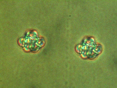 LC-Hosted Vortex Knots Can Control Light-Matter Interactions