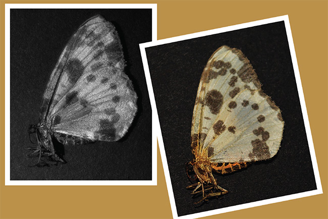 A butterfly is imaged under ultraviolet (left) and visible light. Ultraviolet imaging provides insights that enable the approach’s use in a range of applications — from environmental to industrial. Courtesy of Oxford Instruments — First Light Imaging.