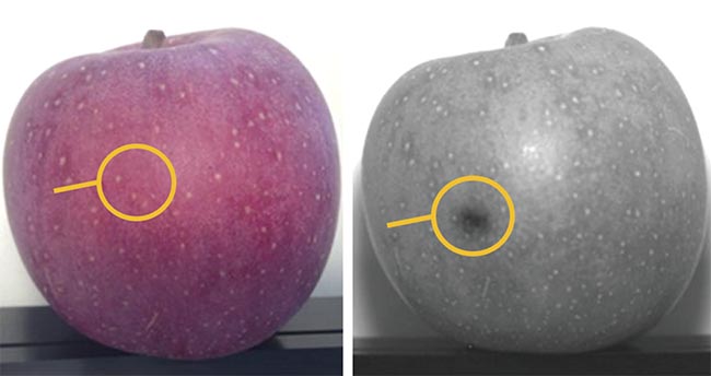 Figure 2. Imaging in the 1050-nm spectral band (right) better captures the higher moisture content of bruises because of a known water absorption band. Using a bandpass filter can increase this image contrast. Courtesy of Smart Vision Lights.