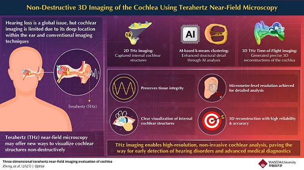Terahertz imaging enables noninvasive, high-resolution visualization of cochlear structures, facilitating the early detection of hearing disorders. Courtesy of Waseda University/Kazunori Serita.