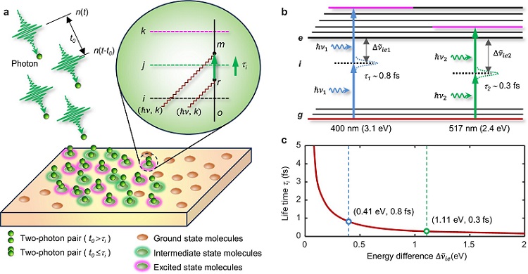 Time-dependent quantum mechanism of two-photon absorption. Courtesy of Nature Communications (2025). DOI: 10.1038/s41467-025-57390-9.