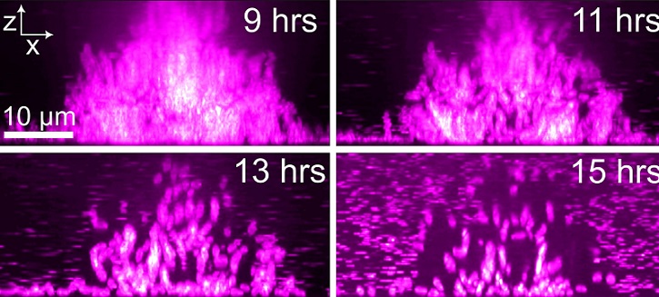 Fluorogenic Probes Track Transmission of Infectious Disease