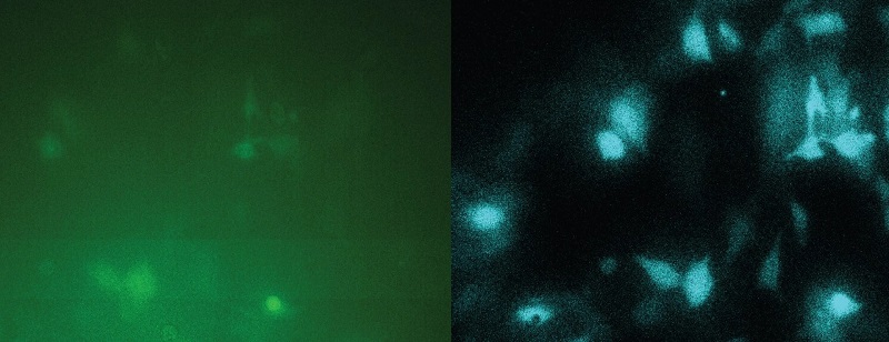 Quanta Image Sensors Boost Bioluminescence Signals for Live Cell Microscopy