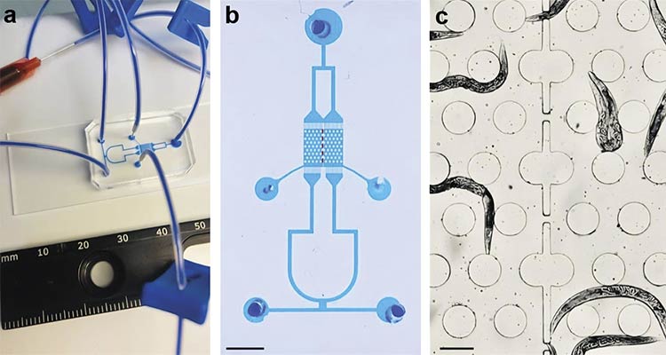 The microfluidic arena for high-throughput Caenorhabditis elegans calcium imaging experiments with multiple-strain confinement. A photo of the proposed microfluidic chip filled with xylene cyanol tracking dye (a). A higher-magnification image of the chip with dotted lines marking the interface between the two chambers (b) (scale bar = 3 mm). A bright-field image of the chip showing the worm barrier region separating two strains of C. elegans (c) (scale bar = 200 µm). Courtesy of D-Tails srl SB.