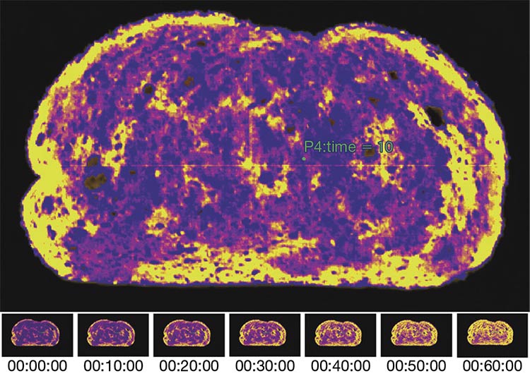 Hyperspectral inspection of baked goods for moisture, indicating moist areas (purple) and drier regions (yellow). Courtesy of Headwall Group.