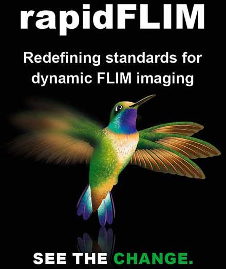A New Standard for Dynamic FLIM