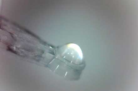 Fresnel Technologies Inc. - Excellent 250 µm Diameter Lens