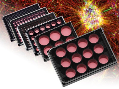 Multiwell Plate. Courtesy of ibidi.