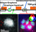 Graphene Sandwich Improves Biomolecule Imaging