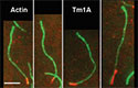 Multiwavelength TIRF Microscopy Enables Insight into Actin Filaments