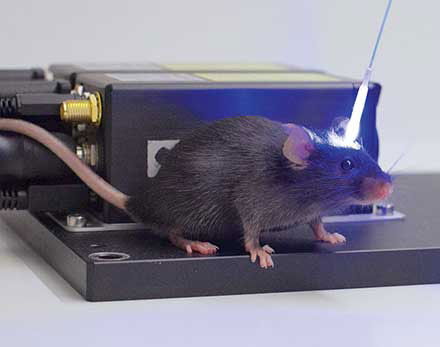LEDs and Lasers Battle for Dominance in Brain Research