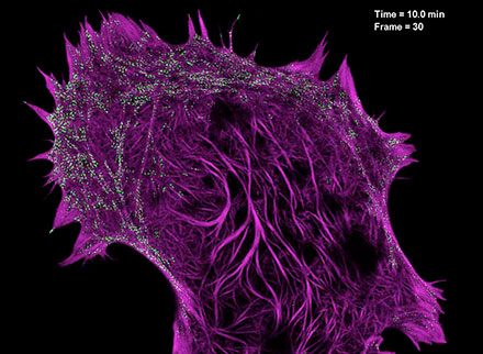 Modified SIM Makes Movies of Cell Processes