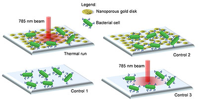 NIR Light, Gold Nanoparticles Combine to Inactivate Bacteria