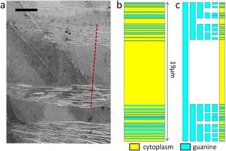 Fish-Inspired Fractals Guide Optical Coating Design