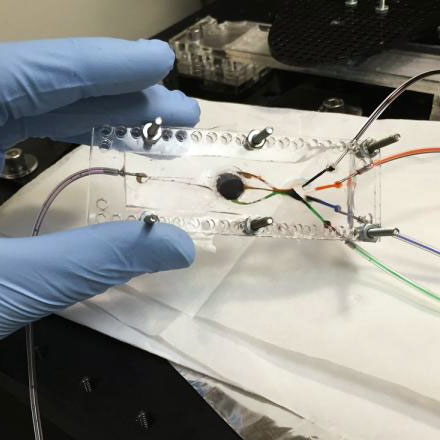 Emerging Organ Models and Organ Printing for Regenerative Medicine