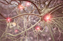 Optogenetic Method Erases, Reactivates Memories