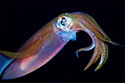 Squid Skin Inspires IR Camouflage Tape (with video)