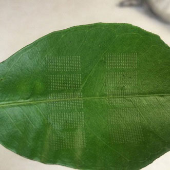 Lasering Leaves Improves Treatment of Citrus Greening