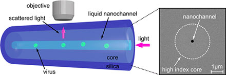 Label-Free Virus Detection Method Integrates Optical Microscope, Fiber