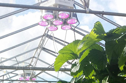 Plessey, PhytoLux Sign Horticultural Lighting Agreement